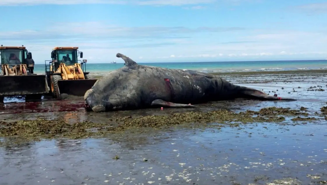 Preocupación en Puerto Madryn: aparecen más ballenas muertas y crece la incertidumbre sobre las causas