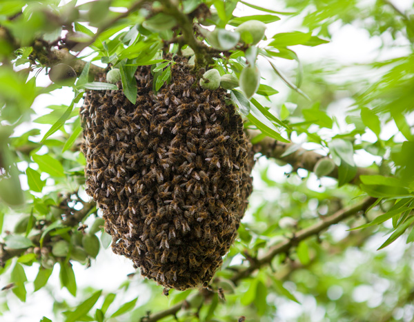 Cafayate: dos niñas fueron atacadas por un enjambre de abejas y murió su perrita