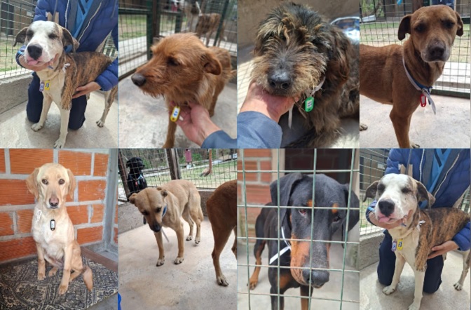 Perros peregrinos perdidos en Salta: buscan a sus familias durante el Milagro 2026