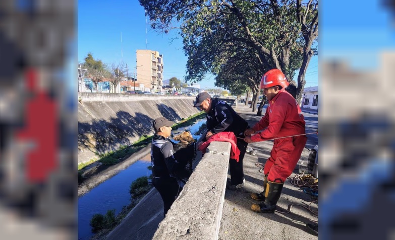 RESCATARON A UN PERRO QUE HABÍA CAÍDO A UN CANAL EN AVENIDA HIPÓLITO YRIGOYEN