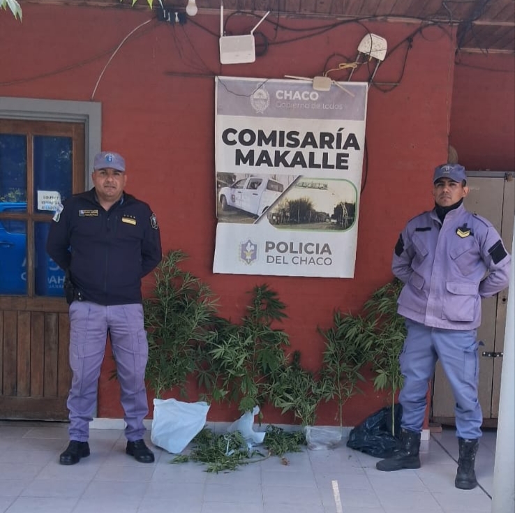 Secuestraron nueve plantas de cannabis tras una denuncia anónima en Makallé