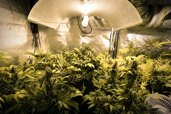 Fuerte golpe al narcotráfico en el norte neuquino: incautan 11 kilos de marihuana y más de 40 plantas indoor