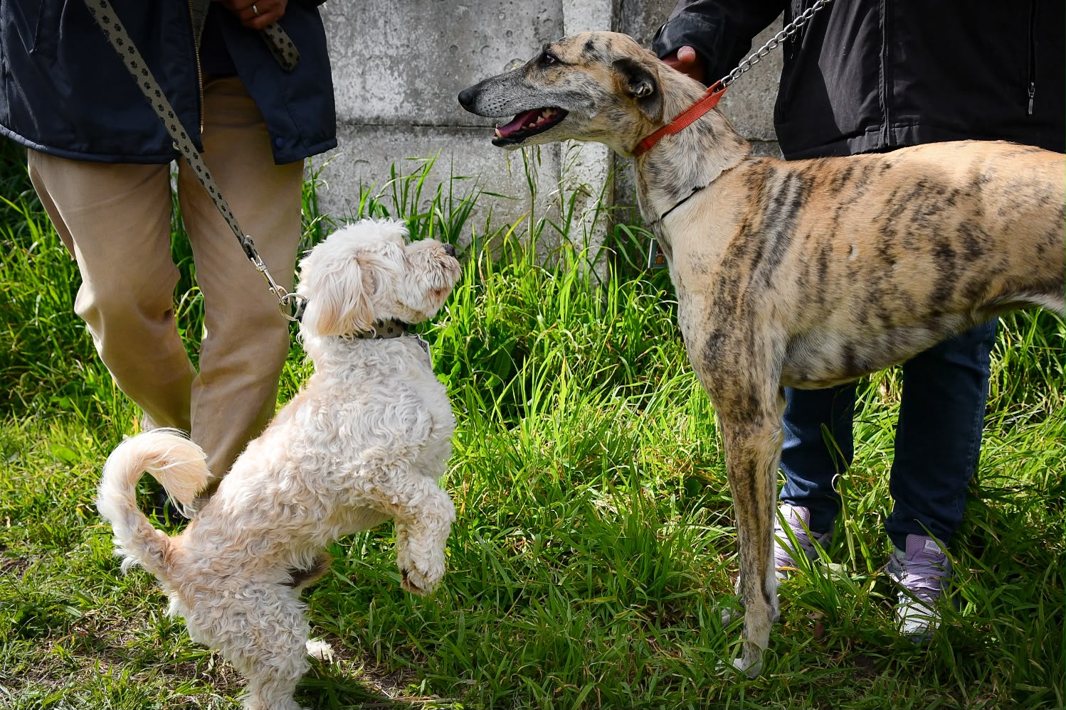 Nuevos operativos para promover el cuidado responsable de los animales