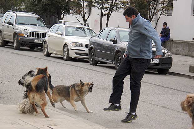 PERROS CALLEJEROS EN ALUMINE, UNA PROBLEMATICA CONSTANTE PERROS CALLEJEROS EN ALUMINE, UNA PROBLEMATICA CONSTANTE
