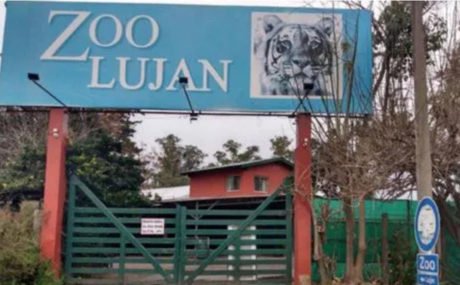 30 tigres y leones del ex zoológico de Luján serán trasladados a santuarios de Estados Unidos y Sudáfrica