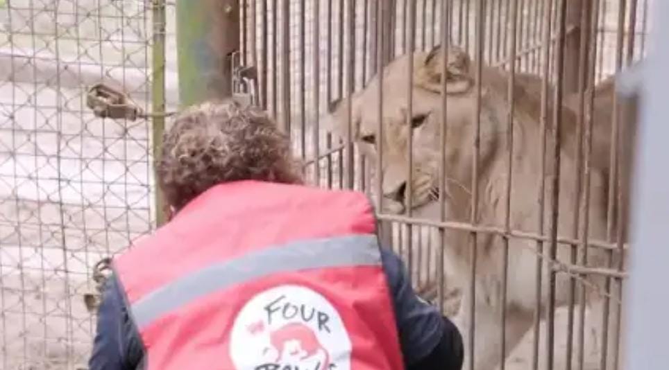 Luján: los 30 leones y tigres del exzoológico ya tienen un nuevo hogar en Sudáfrica y Estados Unidos
