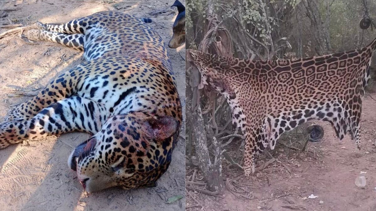 Condenaron a tres años de prisión en suspenso al cazador que mató un yaguareté cerca de Clorinda