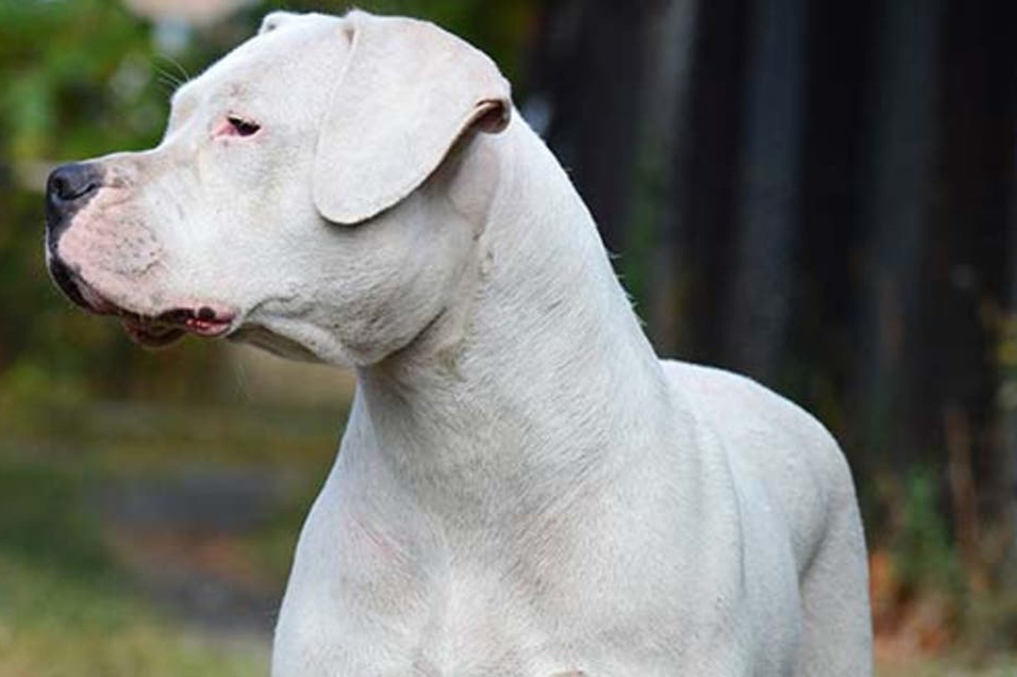 Tragedia en Córdoba: en una jornada desgarradora, dos nenes de 2 años murieron tras ser atacados por perros de razas peligrosas