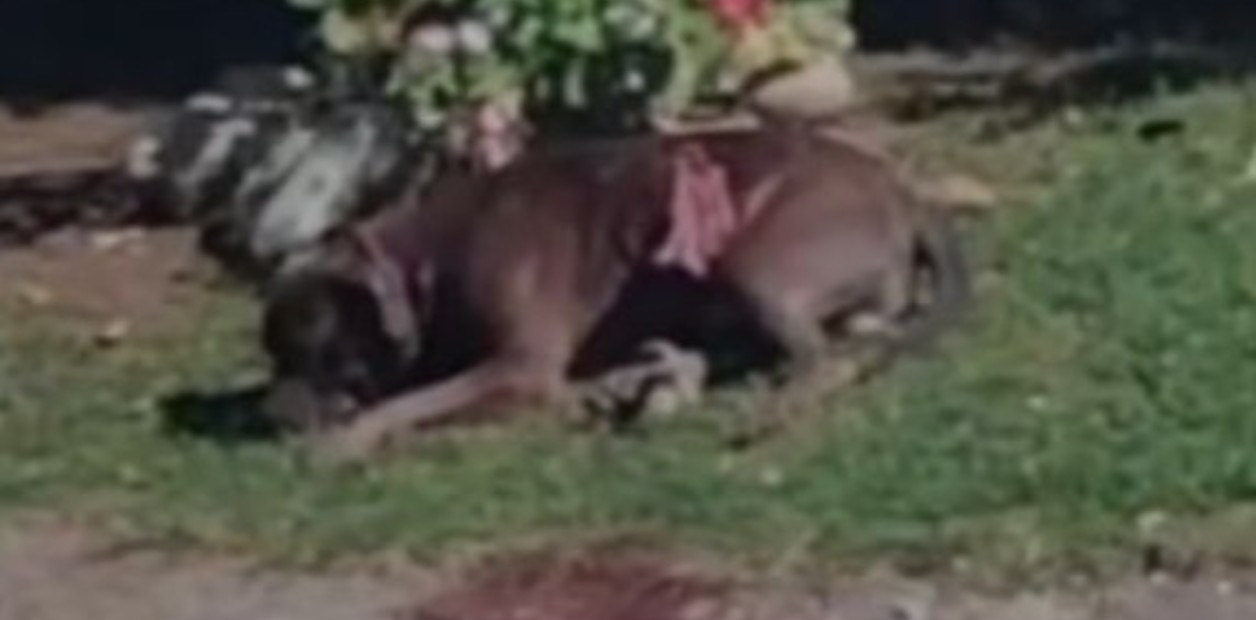 Ataque feroz: un pitbull mordió a una jubilada de 82 años y los vecinos tuvieron que apuñalar al perro para rescatarla