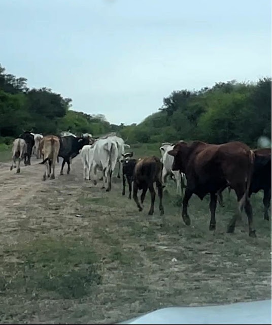 Detectaron abigeato y recuperaron más de 40 animales en General Manuel Belgrano