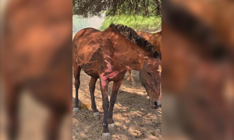 Asociaciones y proteccionistas organizan colecta para asistir a animales afectados por el fuego