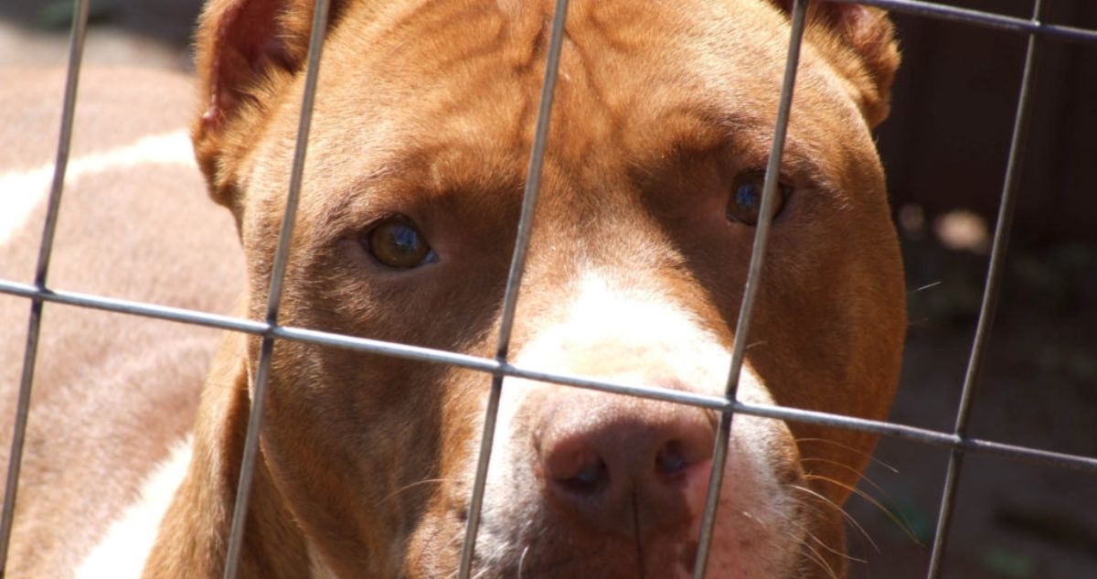 “Los perros me lo estaban comiendo”: el desgarrador relato de la mamá del nene atacado por un pitbull en Córdoba
