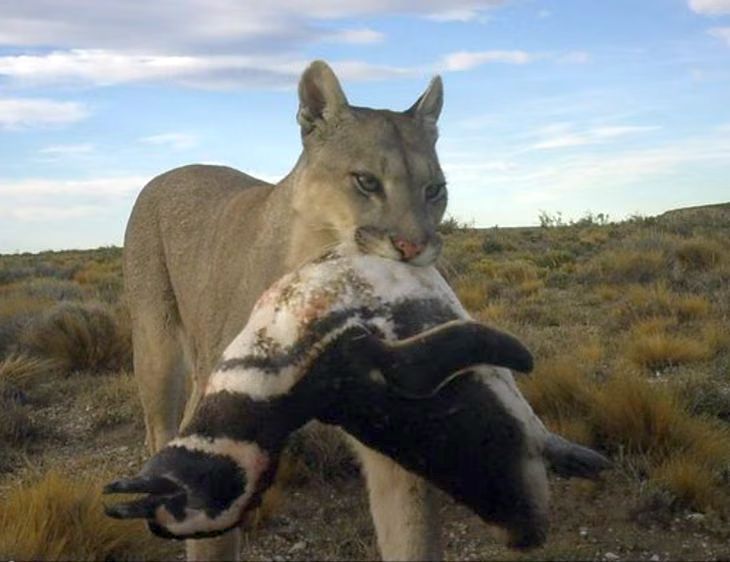 Ahora los Pumas depredan los pingüinos en la Patagonia