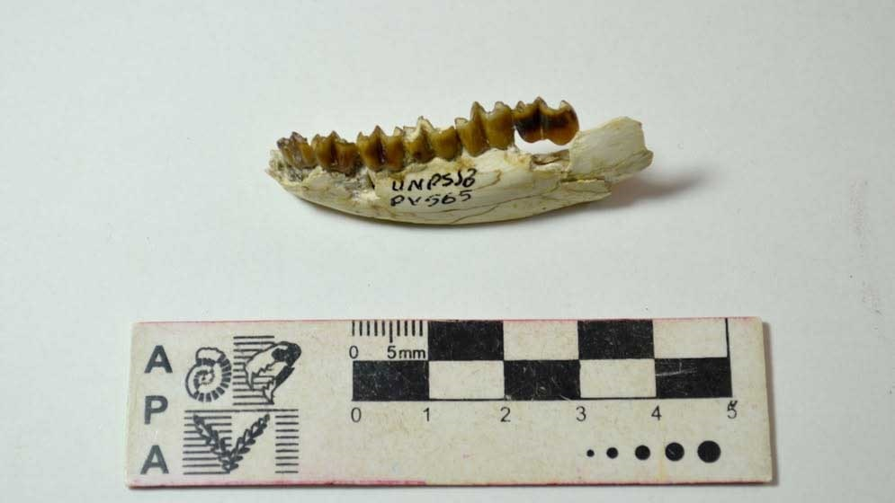 La mandíbula prehistórica hallada en Chubut lleva el nombre de la UNPSJB