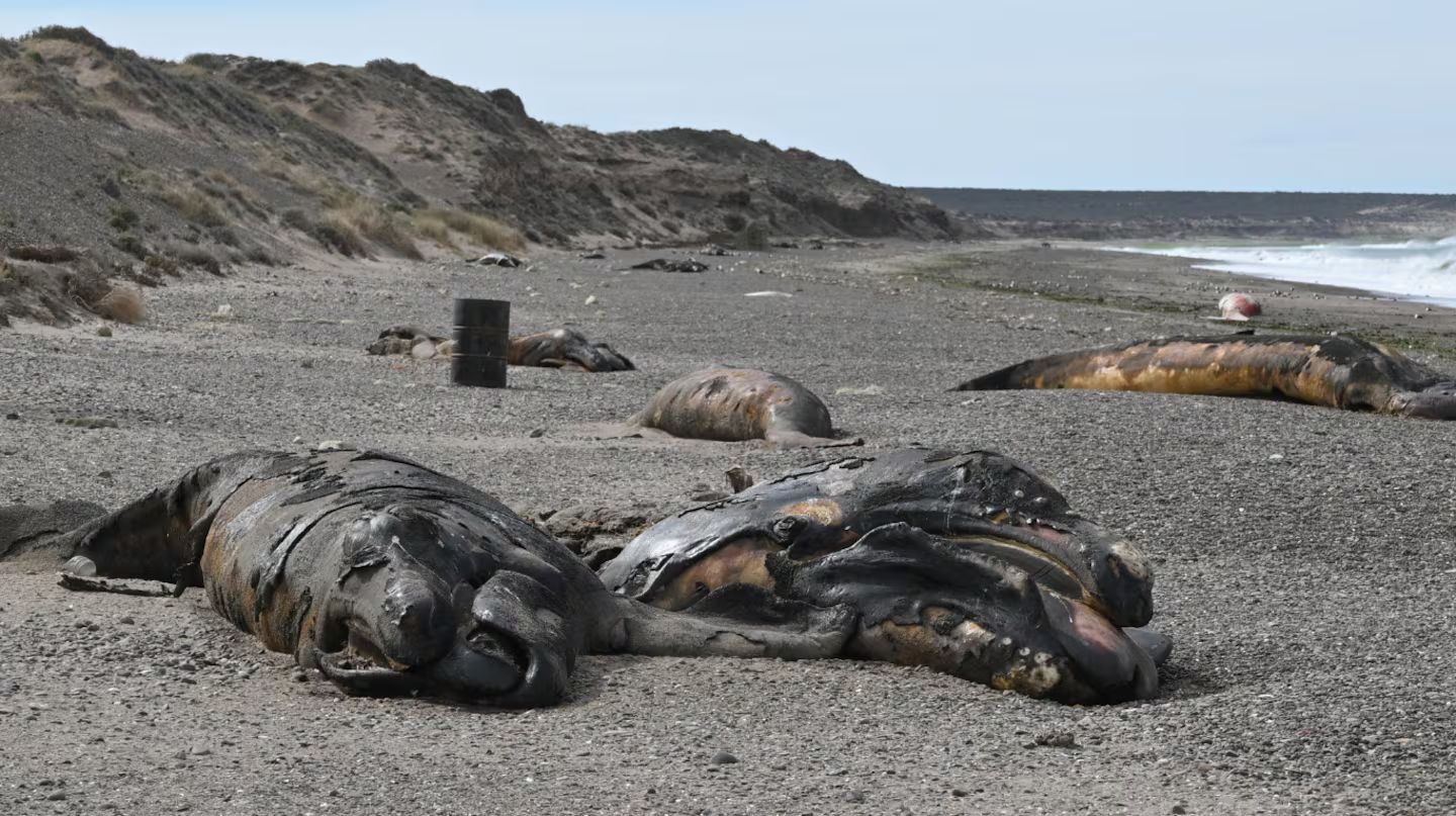 Aumenta la muerte de ballenas en Chubut y los expertos investigan los motivos