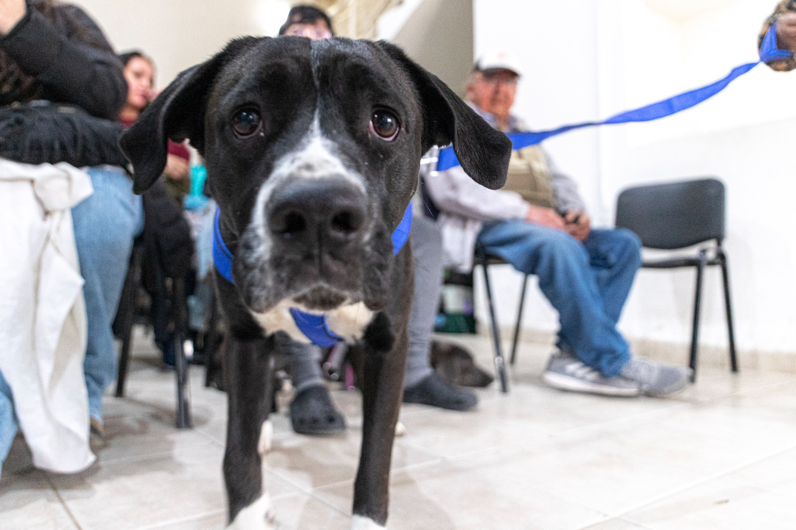 Se refuerzan las acciones de control animal y las intervenciones en territorio