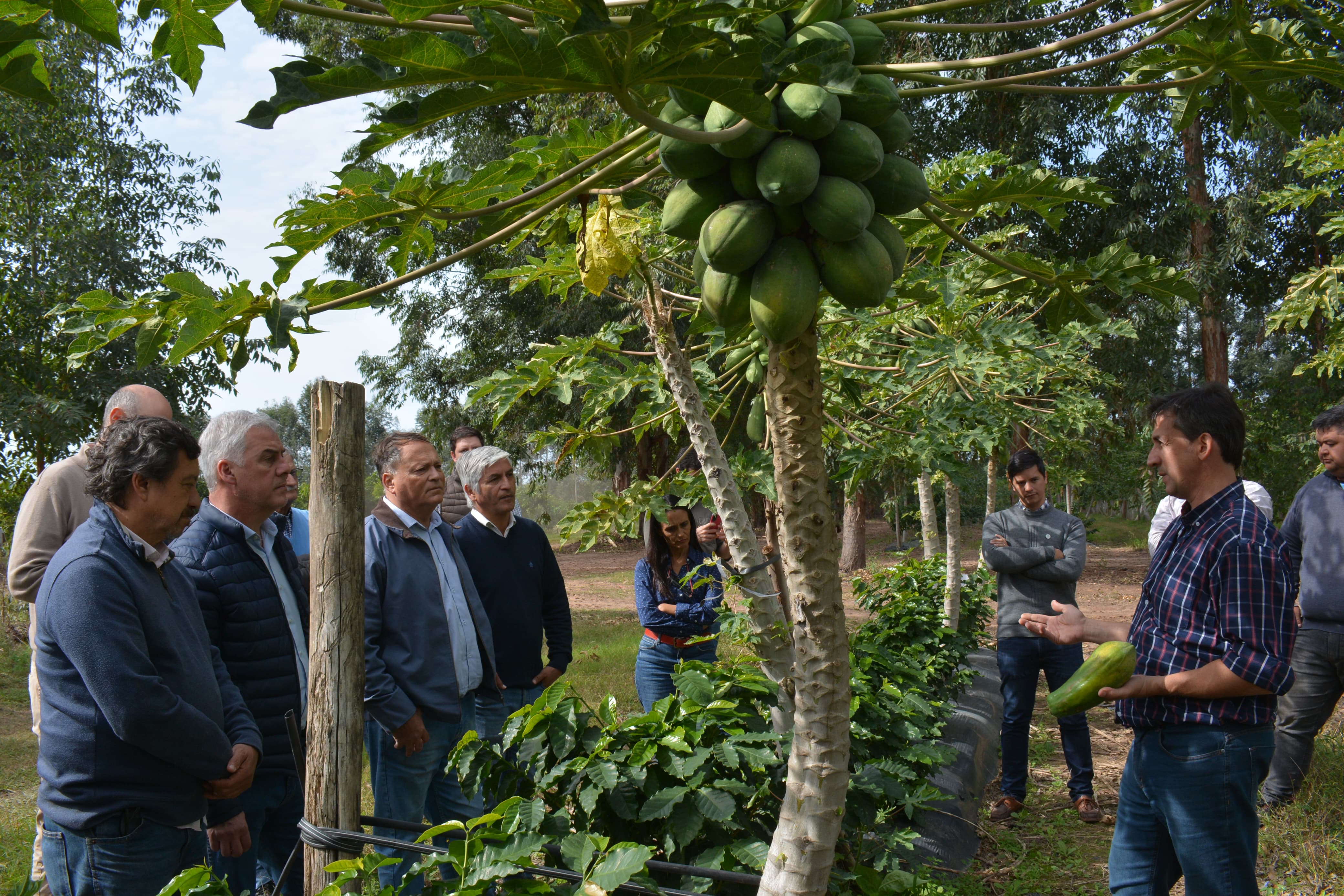 INFO RURAL – CORRIENTES AVANZA CON LA PRODUCCIÓN DE CAFÉ EN DIVERSAS VARIEDADES