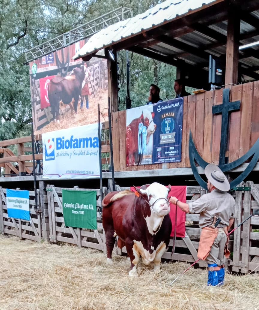 INFO RURAL – RESULTADOS DE LAS MILLONARIAS VENTAS LOGRADAS POR COLOMBO Y MAGLIANO EN EL 23 REMATE DE CABAÑA PILAGÁ EN LA SOC. RURAL DE MERCEDES CTES.