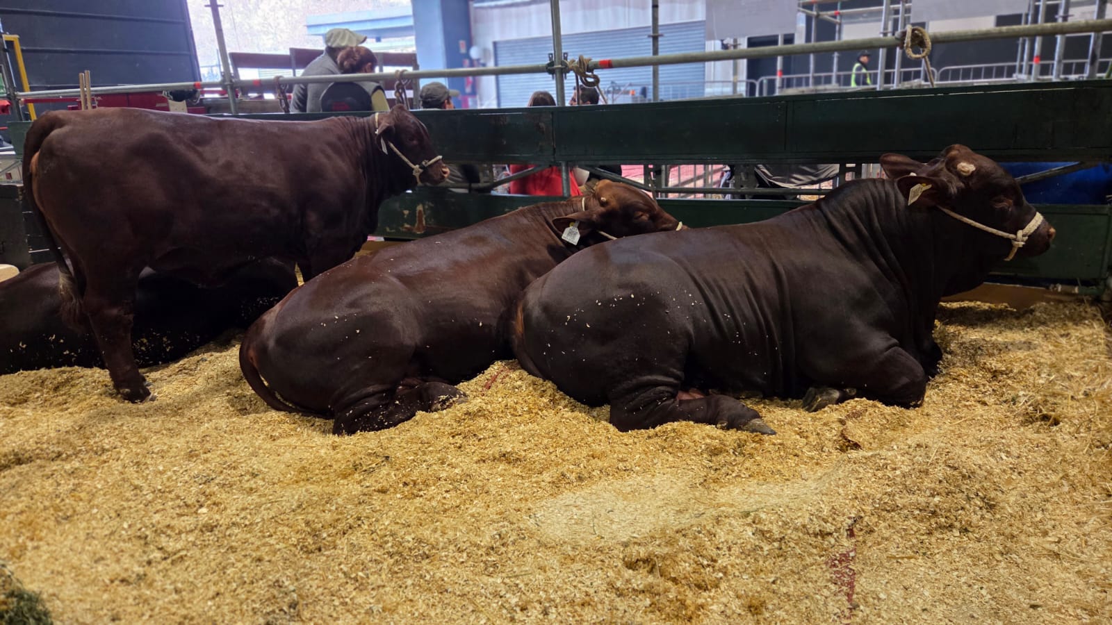 INFO RURAL – GENÉTICA, ESFUERZO Y TRABAJO CORRENTINO EXPUESTO EN LA EXPO RURAL DE PALERMO 2026.