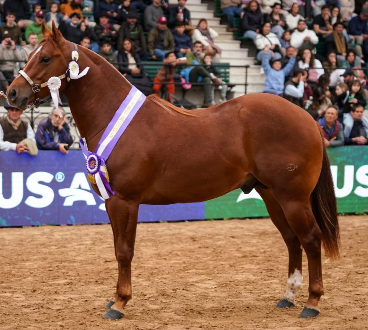 INFO RURAL – UN CABALLO DE MBURUCUYÁ CTES. GANÓ EL RESERVADO «GRÁN CAMPEÓN MACHO EN PALERMO 2026»
