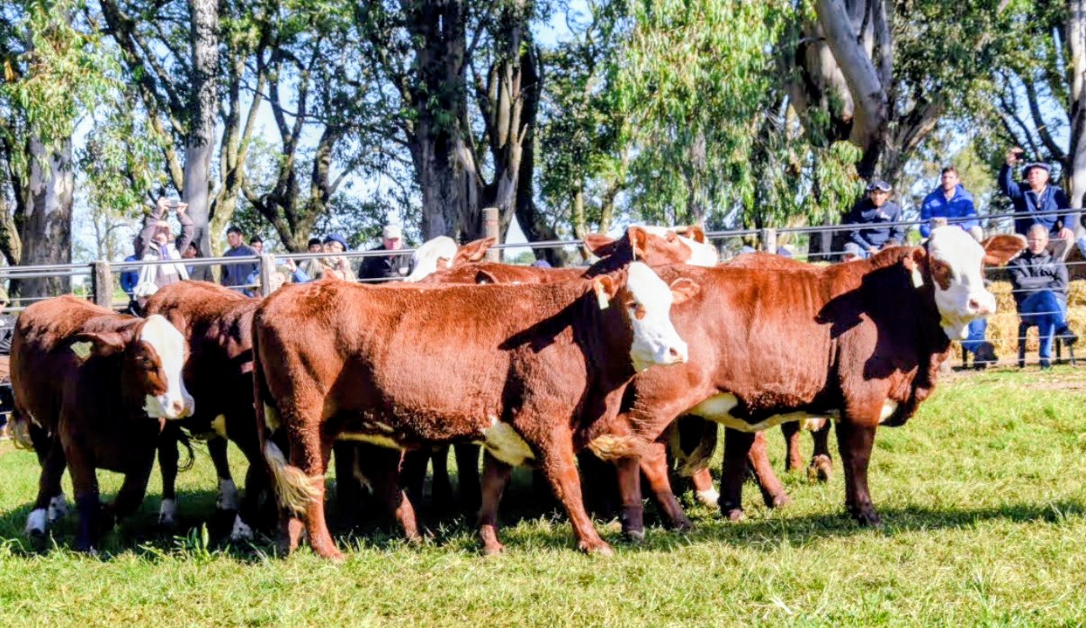 INFO RURAL – EXITOSO REMATE DE COLOMBO Y MAGLIANO EN CABAÑA NUEVA VALENCIA (JULIO 2026 – RIACHUELO, CORRIENTES).