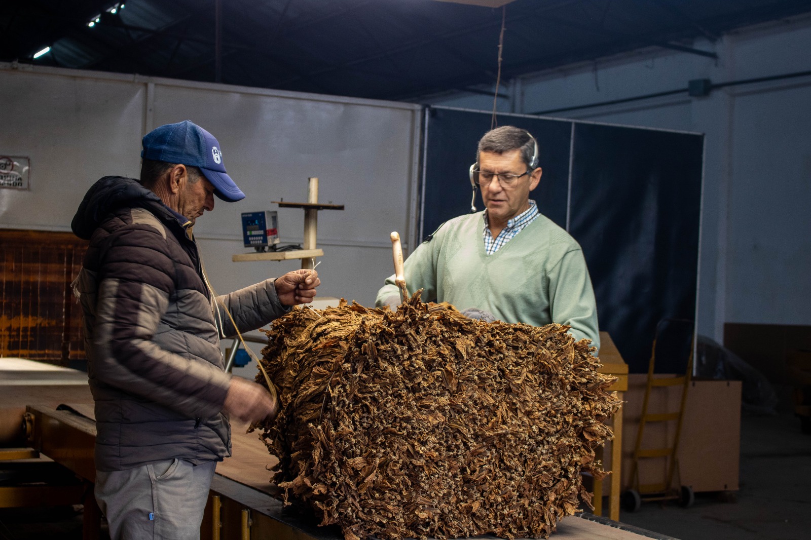INFO RURAL – LA CAMPAÑA TABACALERA CORRENTINA IMPACTA NOTABLEMENTE EN LAS ECONOMÍAS REGIONALES