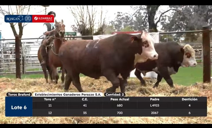INFO RURAL – PROMEDIOS LOGRADOS POR ILDARRAZ HNOS. S.A. EN EL 61er. REMATE ANUAL DE ESTABLECIMIENTOS GANADEROS PERAZZO