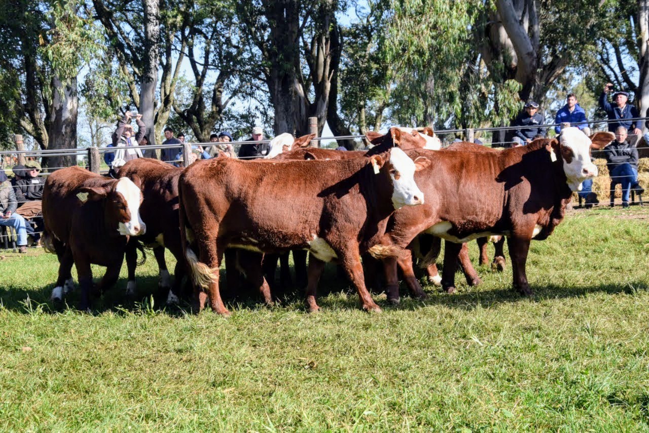 INFO RURAL – RESULTADOS LOGRADOS POR COLOMBO Y MAGLIANO EN EL 29º REMATE ANUAL DE CABAÑA SANTA IRENE DE GANAGRIN REALIZADO EN CHAVARRÍA CTES
