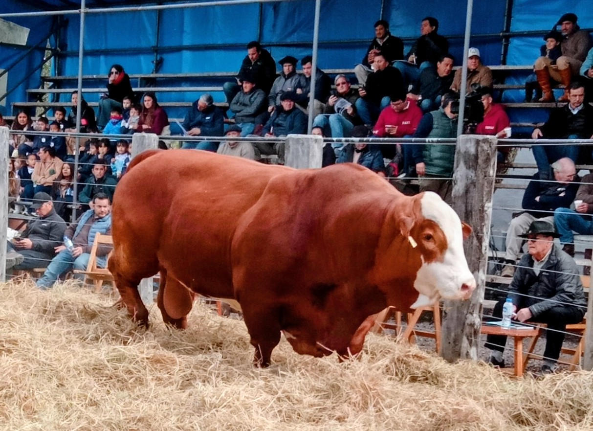 INFO RURAL – RESULTADOS LOGRADOS POR COLOMBO Y MAGLIANO EN EL 17º REMATE ANUAL DE CABAÑA EL ROCIO DE COPRA, REALIZADO EN LA SOC.RURAL DE MERCEDES CTES.