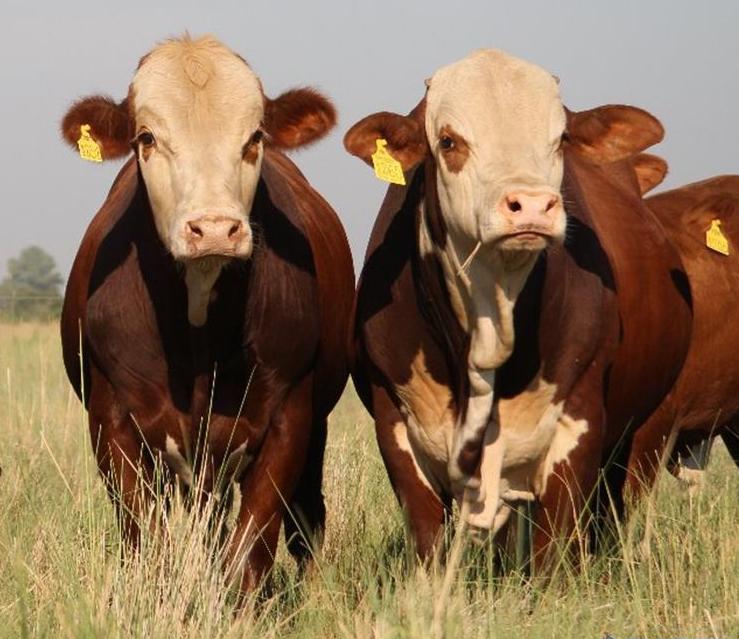 INFO RURAL – CALENDARIO DE REMATES AUSPICIADOS POR ASOCIACIÓN BRAFORD ARGENTINA –  AGOSTO 2026