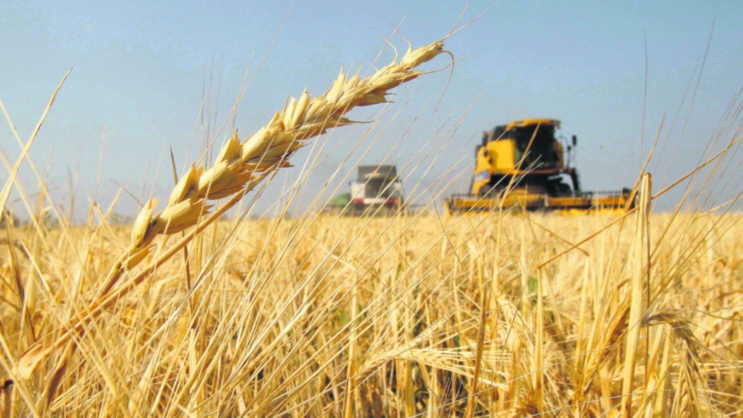 INFO RURAL – POR US22 MILLONES, EL TRIGO LOGRÓ UN SORPRENDENTE RECORD DE EXPORTACIONES Y LOS ACEITES ALCANZARON MÁXIMOS HISTÓRICOS.