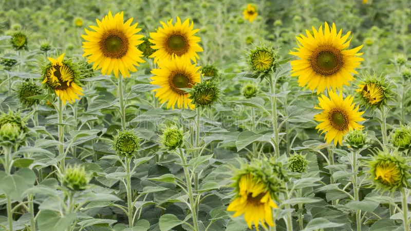 INFO RURAL: EL GIRASOL SE DESTACA POR SU EXPANSIÓN EN LA SIEMBRA Y EXPORTACIONES EN LA TEMPORADA