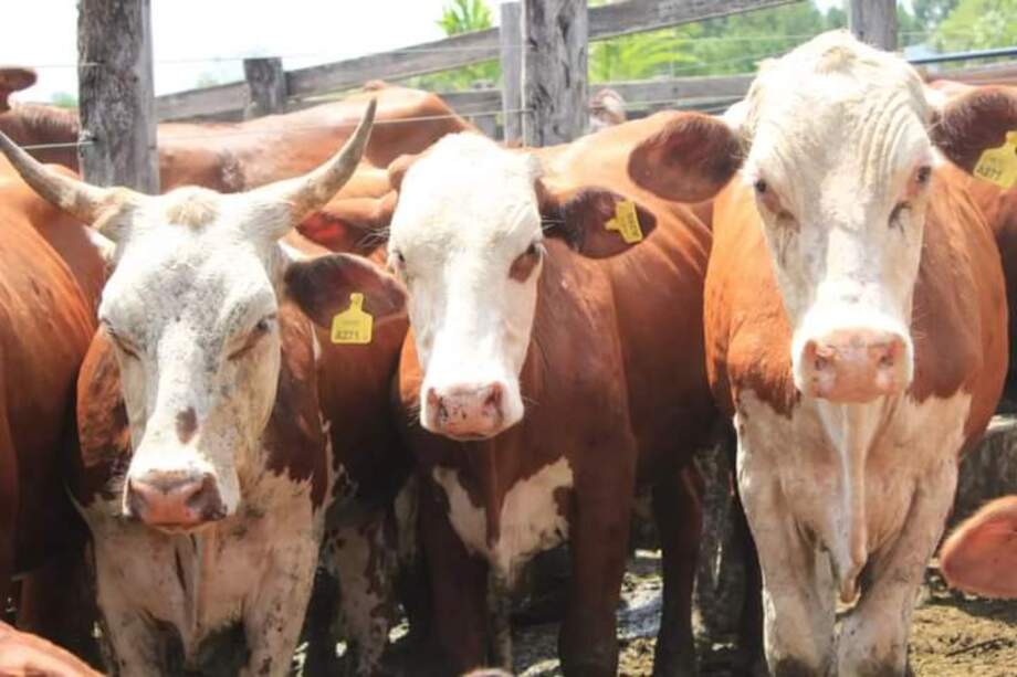 INFO RURAL – RESULTADOS DEL 42º REMATE DE ESTANCIA «BUENA ESPERANZA» A CARGO DE ILDARRAZ HNOS.