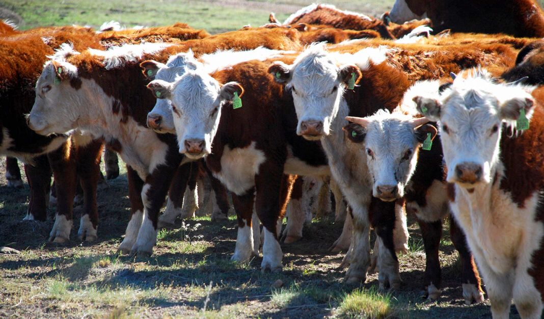 INFO RURAL  – BANCO PROVINCIA, COLOMBO Y MAGLIANO Y EXPOAGRO ORGANIZAN UN REMATE TELEVISADO EN BAHÍA BLANCA.