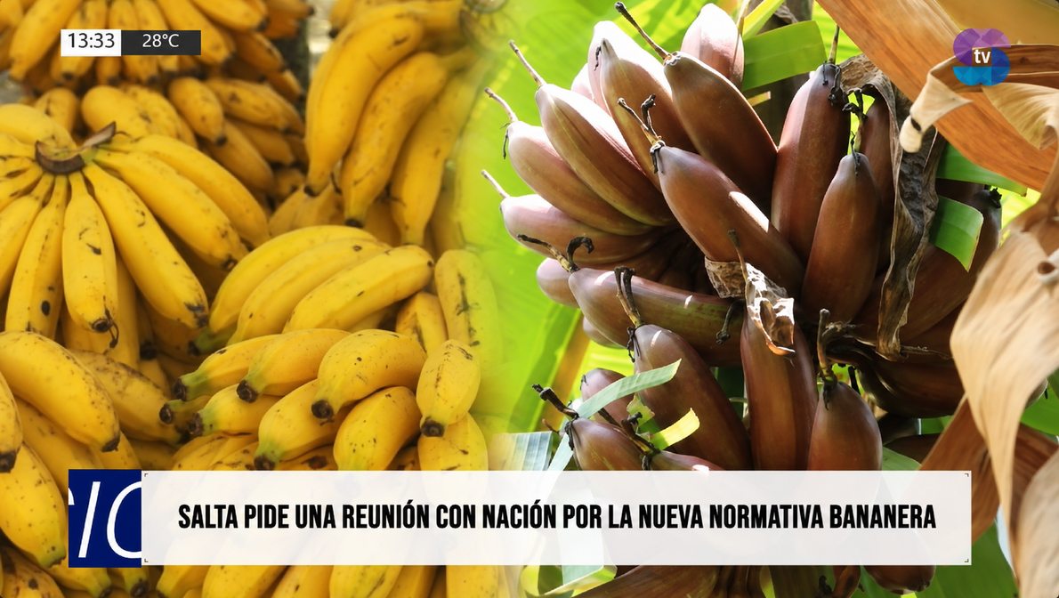 Alerta en Salta: una plaga podría inutilizar los bananales por 30 años Alerta en Salta: una plaga podría inutilizar los bananales por 30 años