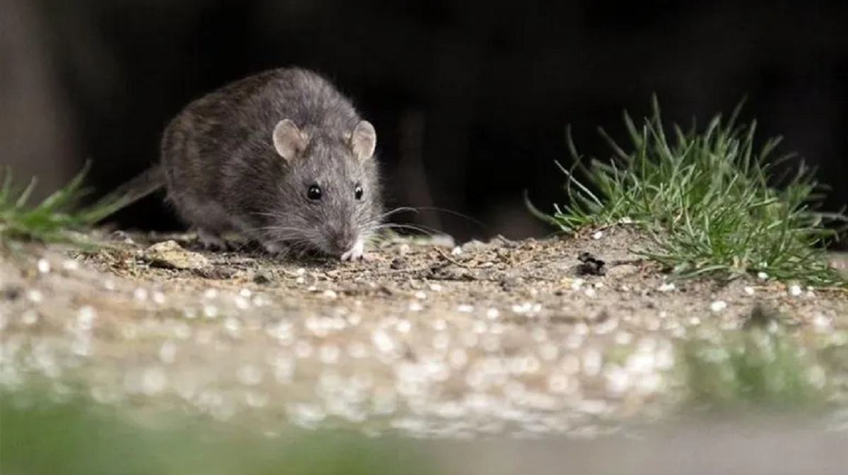 Ratón.png Ratón.png
